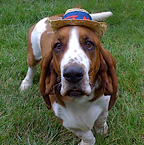 wilbur in hat