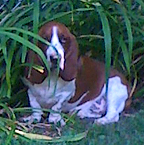 wilbur in the grass