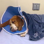 wilbur in hospital